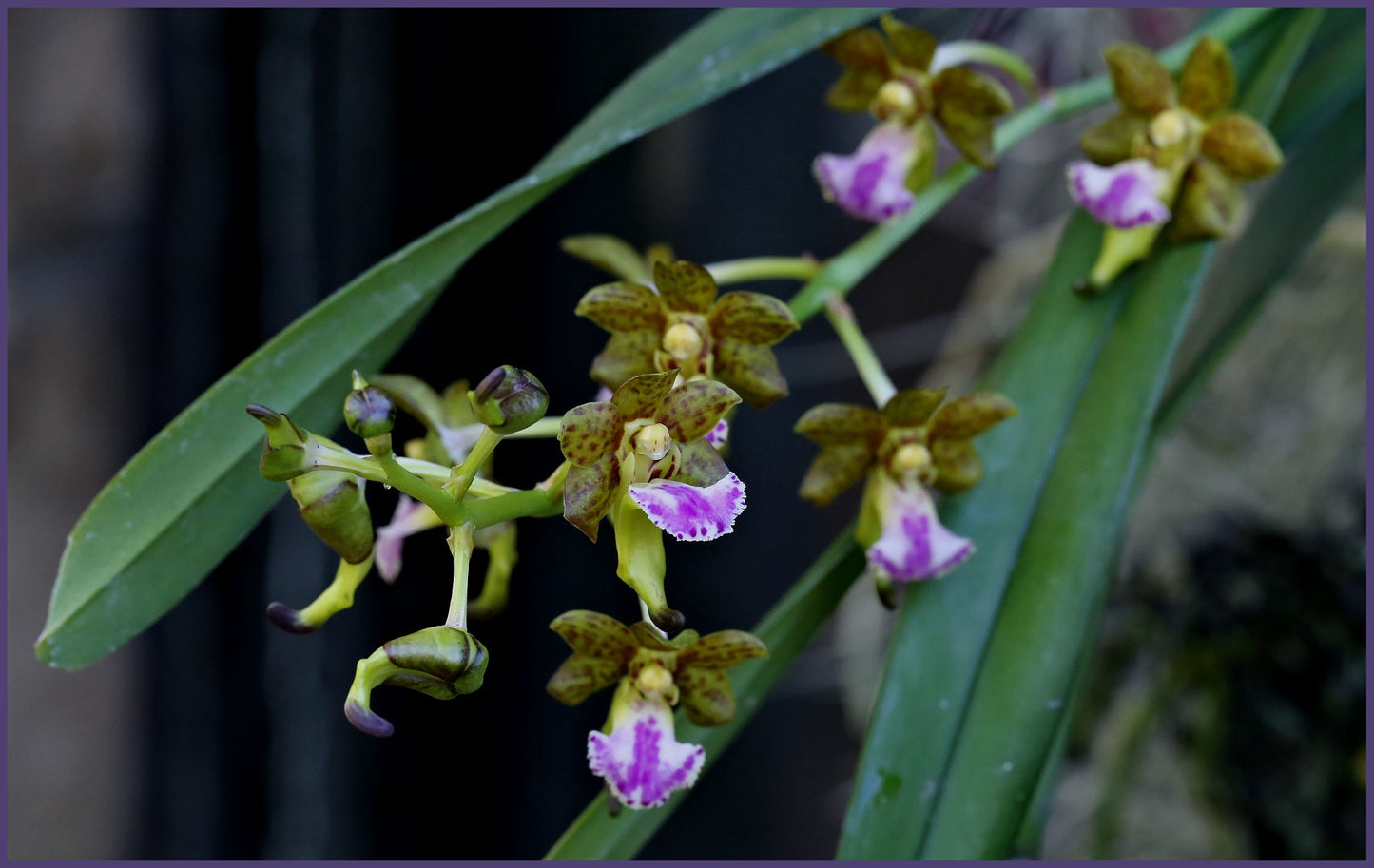 Vanda flabellata