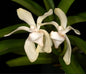 Vanda pumila (sym. Vanda flavobrunnea)