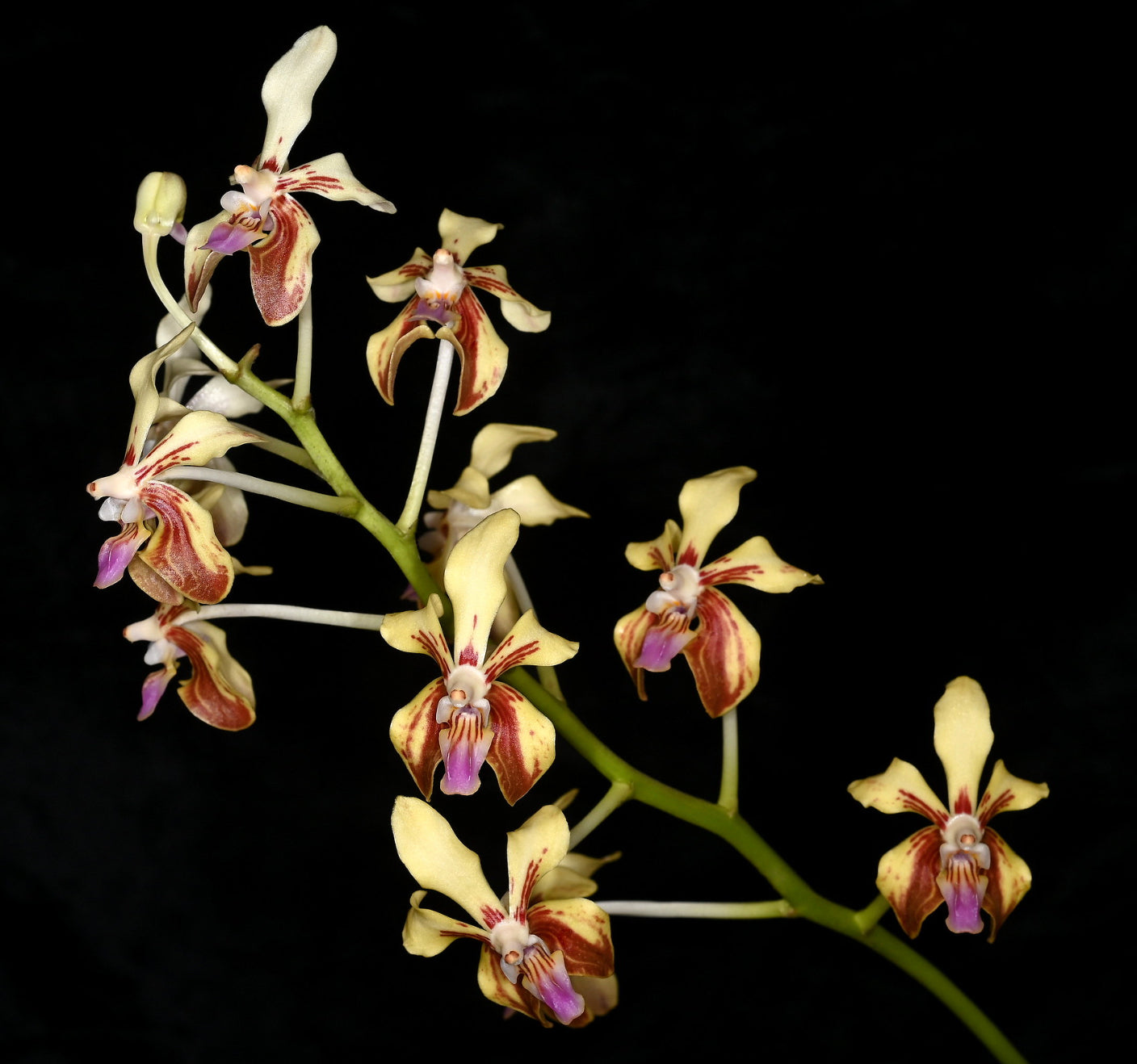 Vanda lamellata