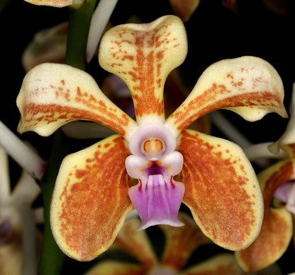 Vanda lamellata