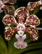 Vanda lombokensis