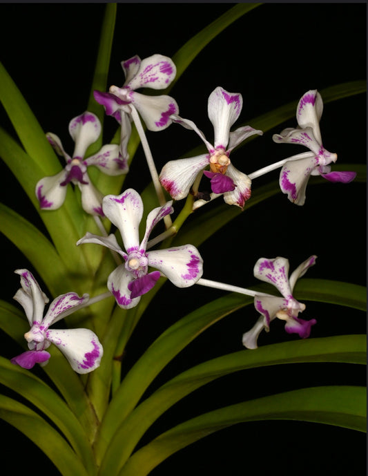 Vanda luzonica