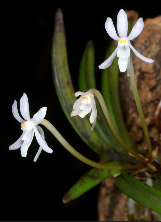 Vanda richardsiana (Neofinetia richardsiana)