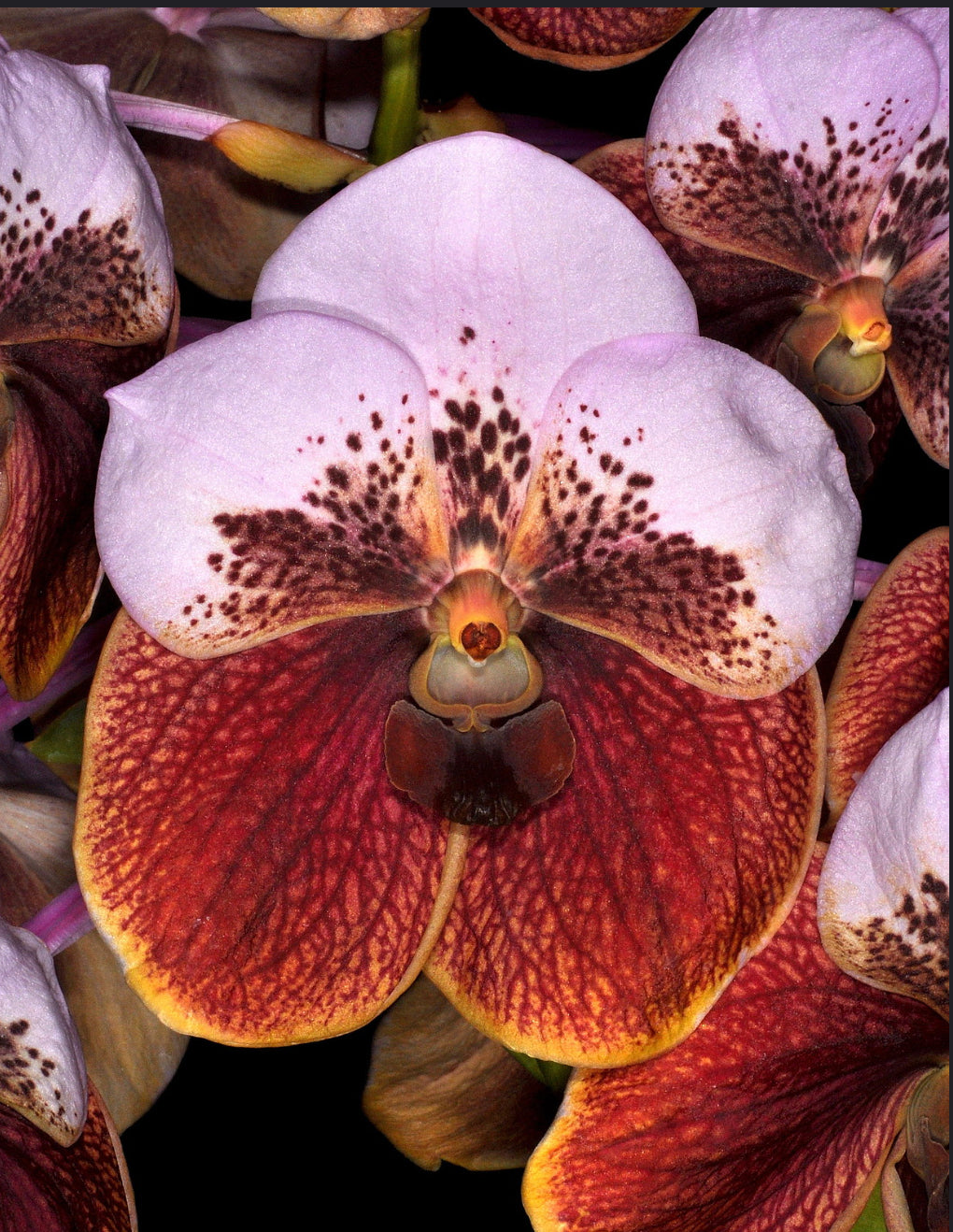 Vanda sanderiana