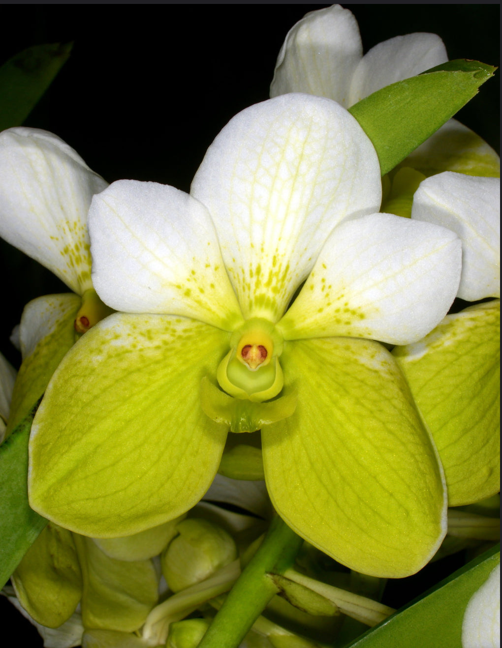 Vanda sanderiana