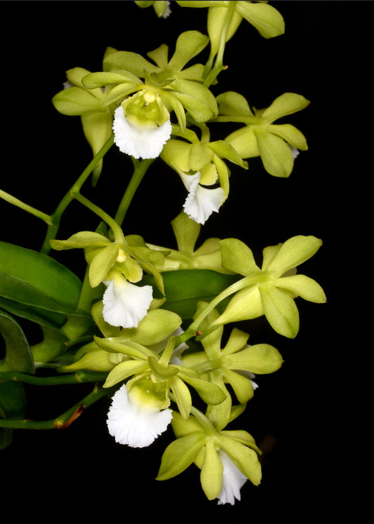 Vanda vietnamica