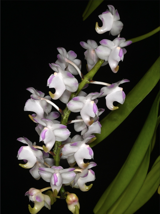 Aerides odorata