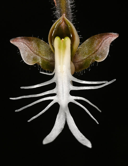 Anoectochilus roxburghii