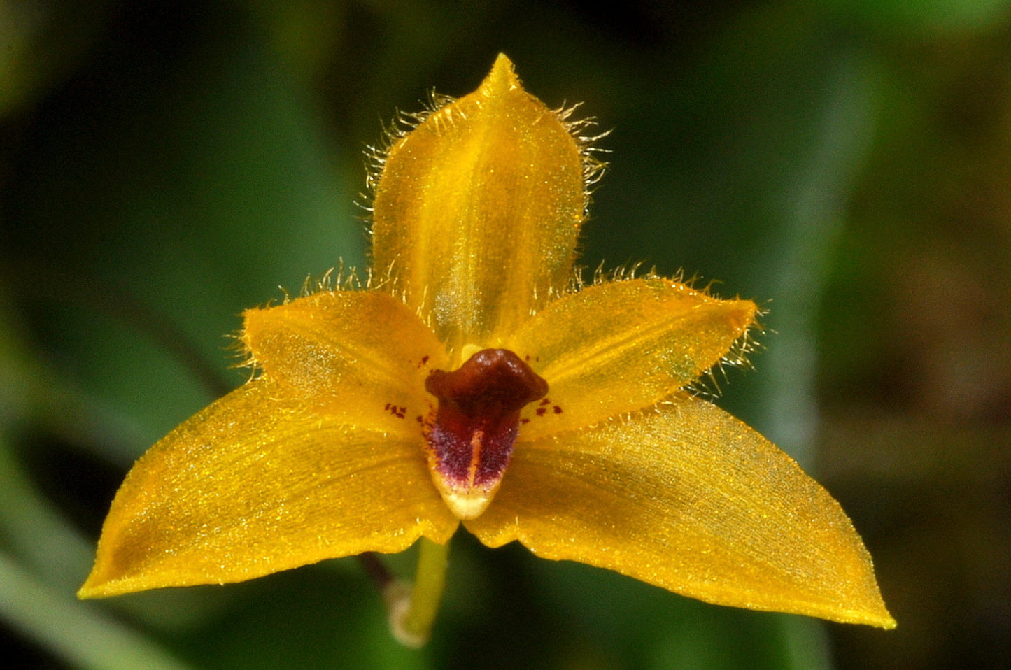 Bulbophyllum aestivale