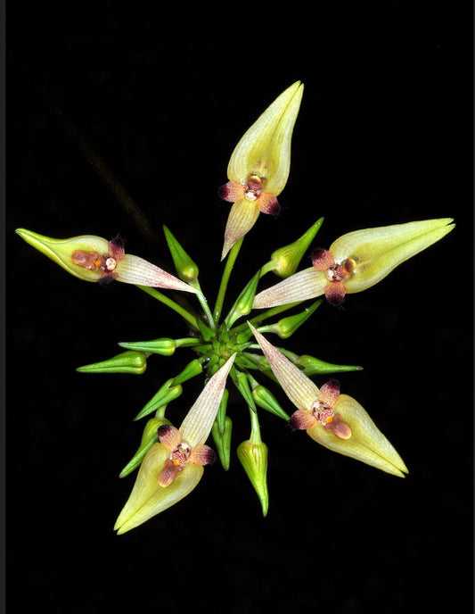 Bulbophyllum blepharistes