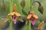 Epipactis  thunbergii