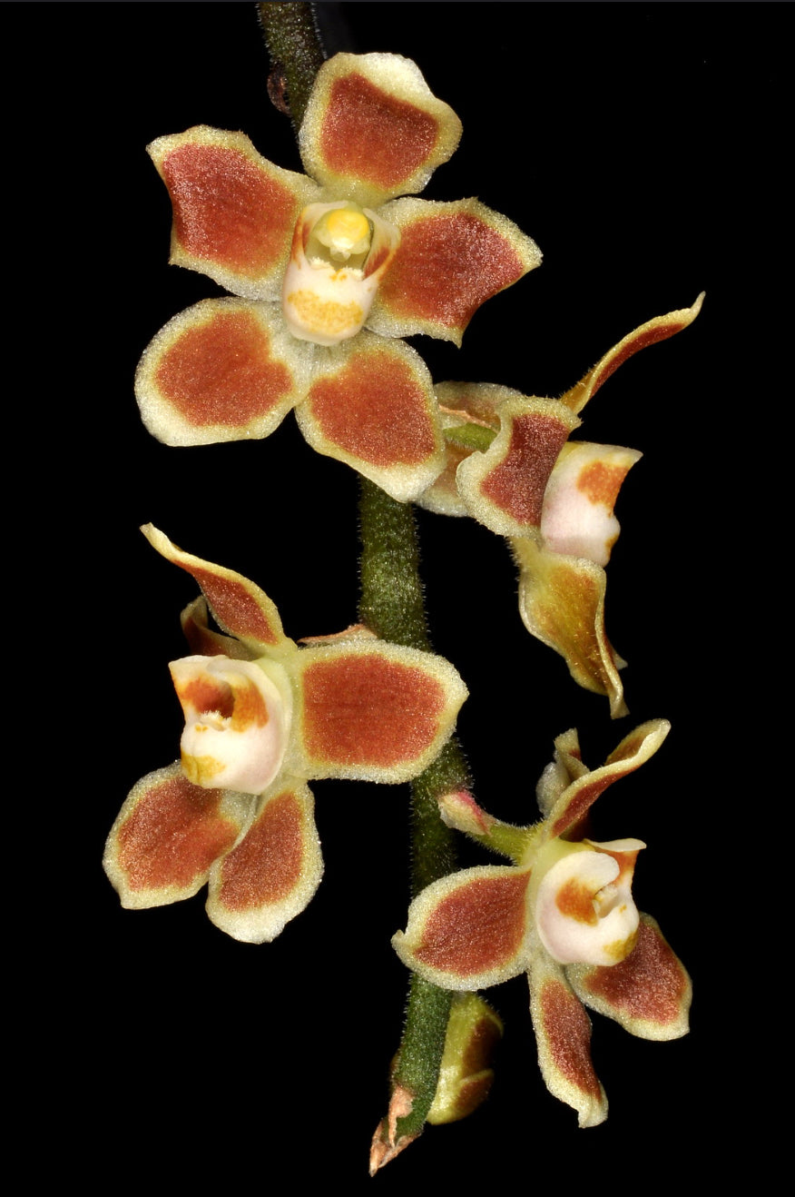 Chiloschista lunifera x parishii