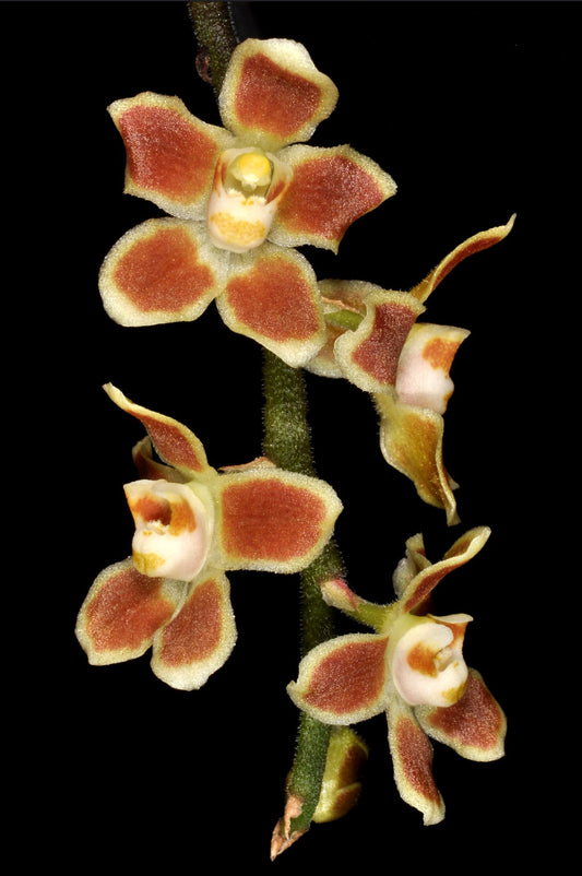 Chiloschista lunifera