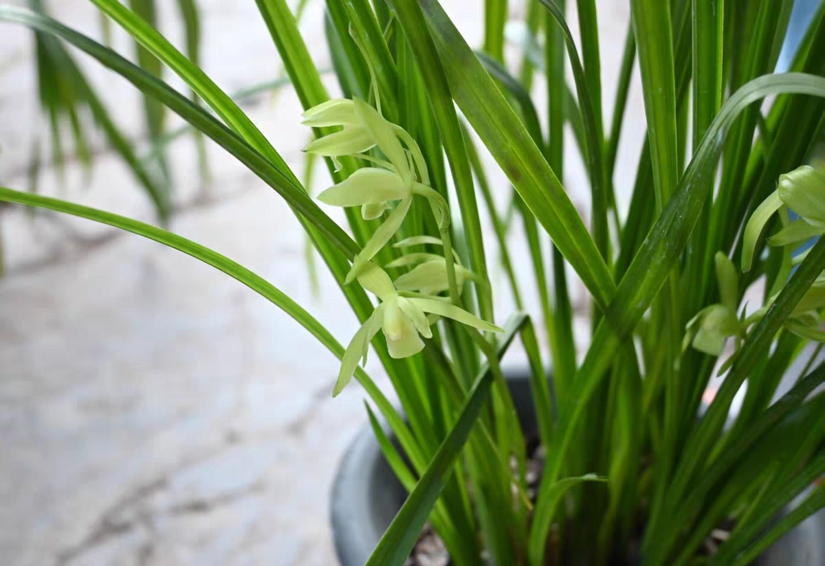 Cymbidium cyprifolium