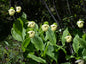 Cypripedium flavum