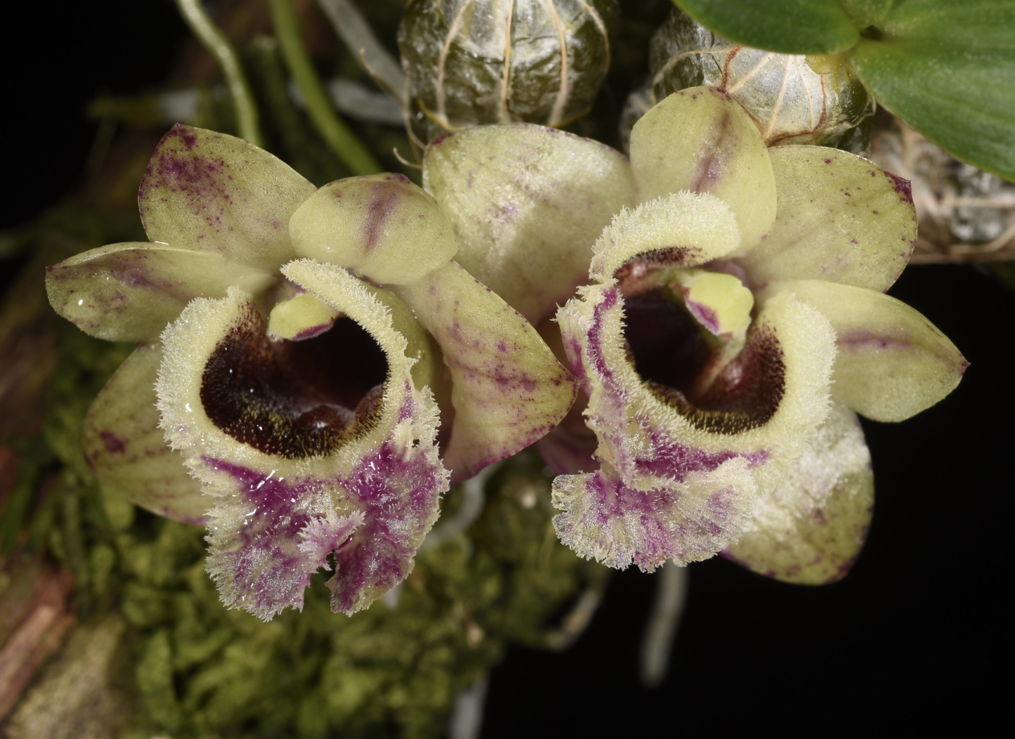 Dendrobium hekouense