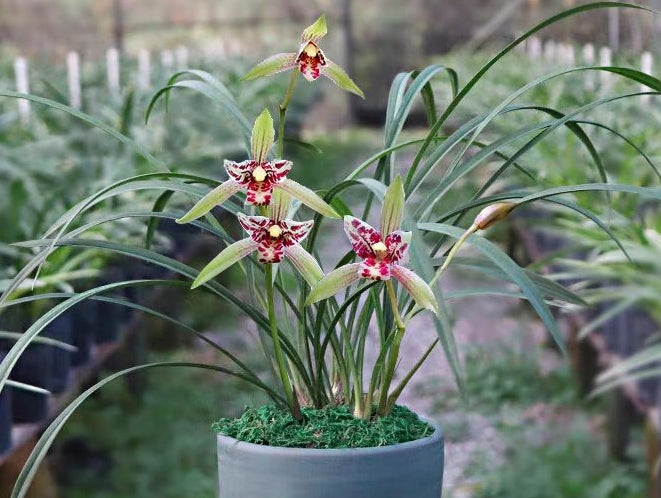 Cymbidium ensifolium 'Baodaoxiannu'