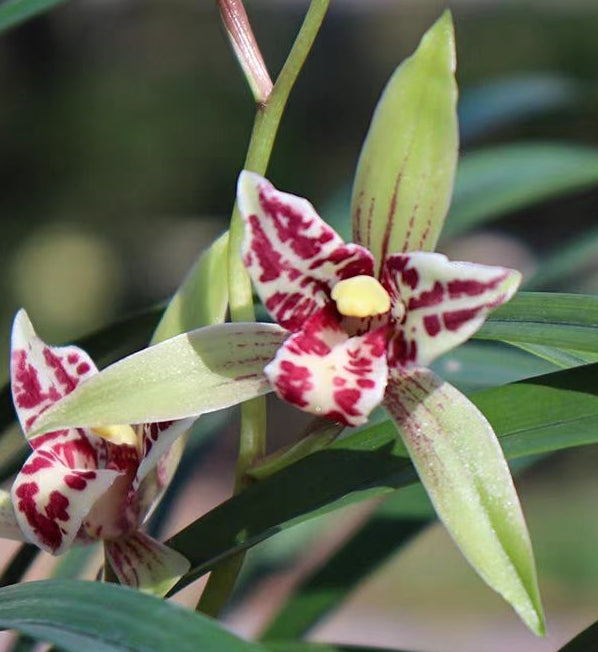 Cymbidium ensifolium 'Baodaoxiannu'