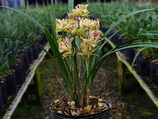 Cymbidium ensifolium  'Fushanqidie'