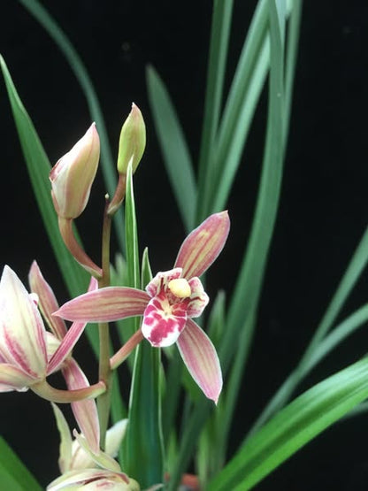 Cymbidium ensifolium 'Hongxiangfei'