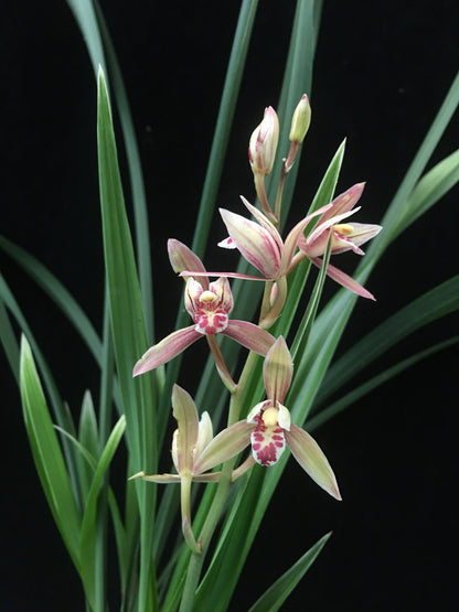 Cymbidium ensifolium 'Hongxiangfei'