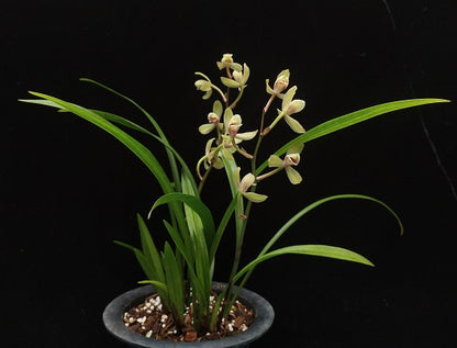 Cymbidium ensifolium 'Lotus'