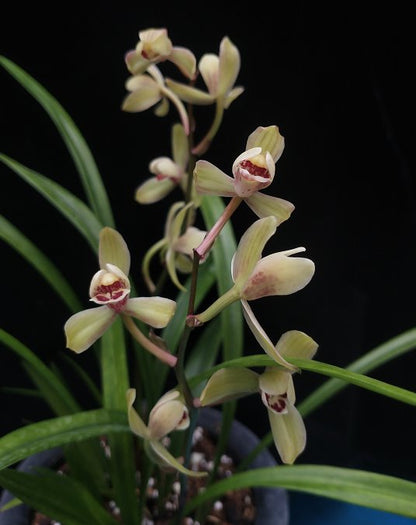 Cymbidium ensifolium 'Lotus'