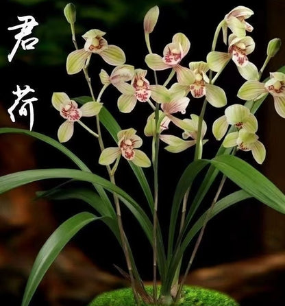 Cymbidium ensifolium 'Lotus King'