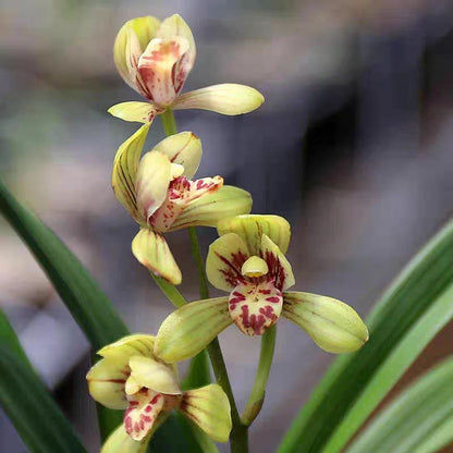 Cymbidium ensifolium 'Lotus King'