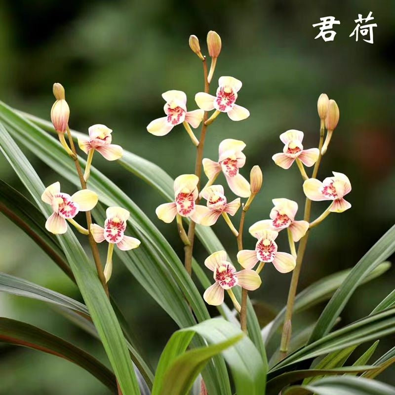 Cymbidium ensifolium 'Lotus King'