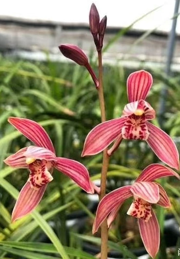 Cymbidium ensifolium 'Matanghong'