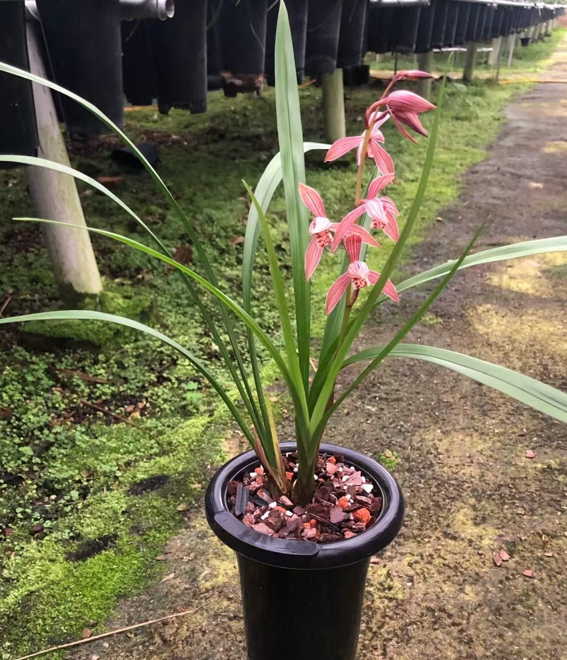 Cymbidium ensifolium 'Matanghong'