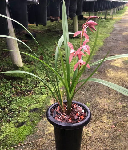 Cymbidium ensifolium 'Matanghong'