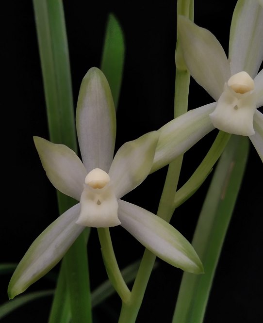 Cymbidium ensifolium 'Qingshanyuquan'