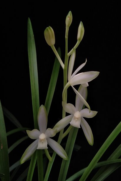 Cymbidium ensifolium 'Qingshanyuquan'