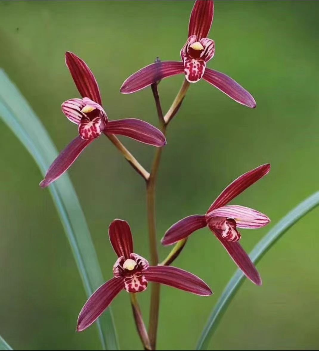 Cymbidium ensifolium Red