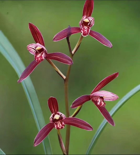 Cymbidium ensifolium Red