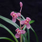 Cymbidium ensifolium 'Red Lotus'