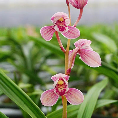 Cymbidium ensifolium 'Red Lotus'