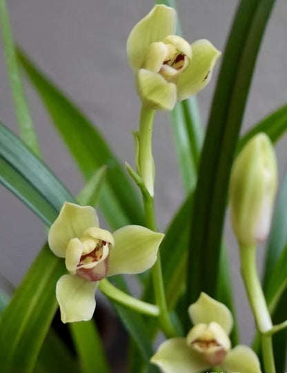 Cymbidium ensifolium 'Xiahuangmei'