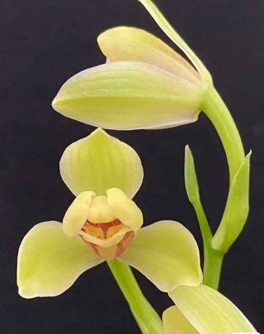 Cymbidium ensifolium 'Xiahuangmei'