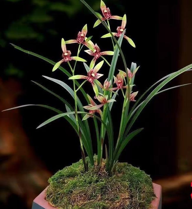 Cymbidium ensifolium regular fragrant