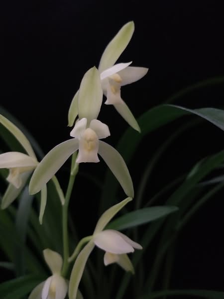 Cymbidium defoliatum