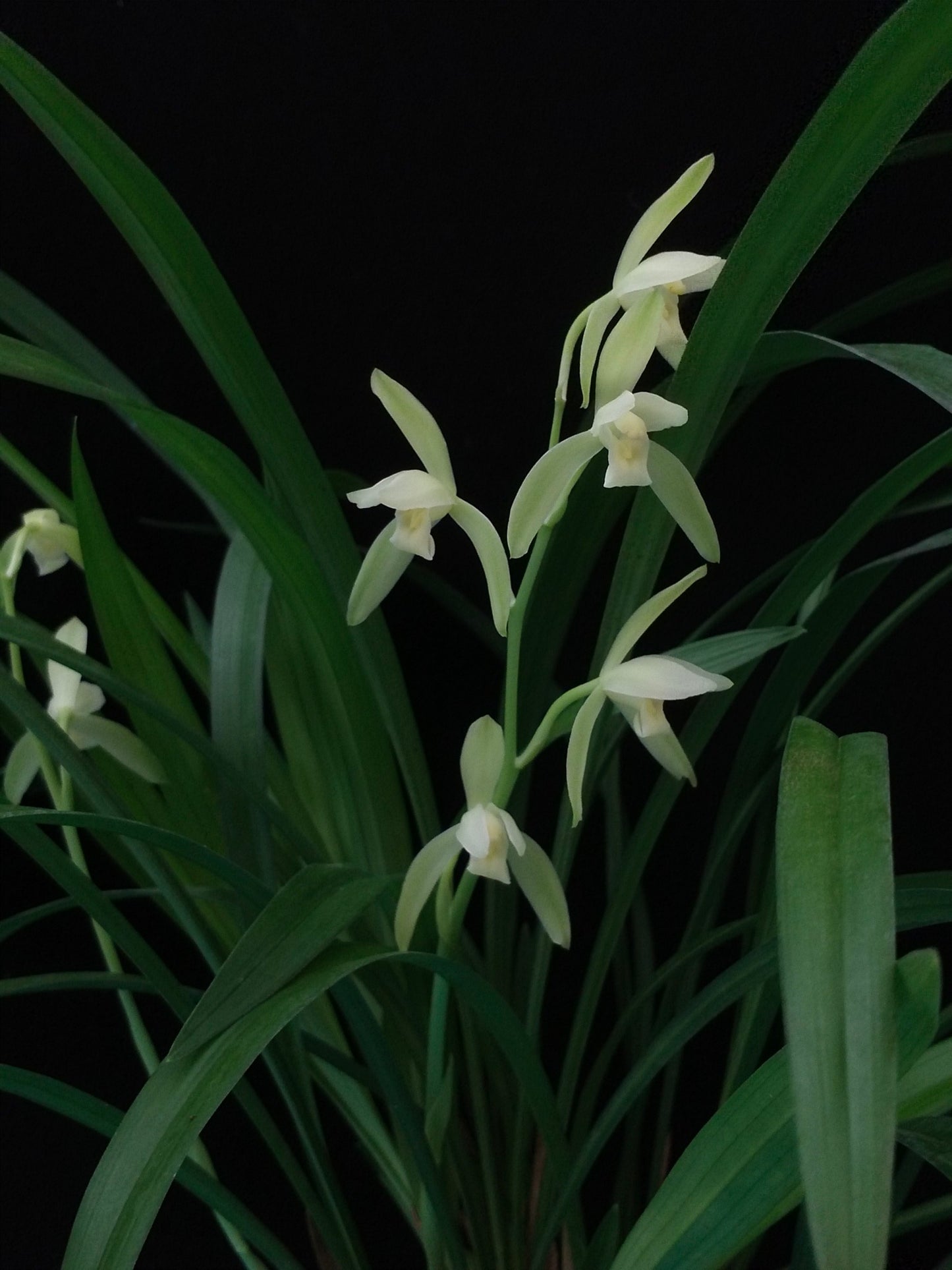 Cymbidium defoliatum