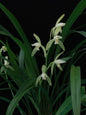 Cymbidium defoliatum