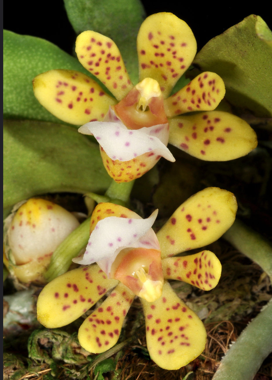 Gastrochilus patinatus fma alba