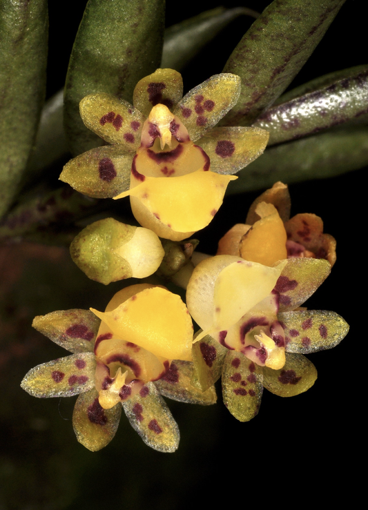 Gastrochilus pseudodistichus