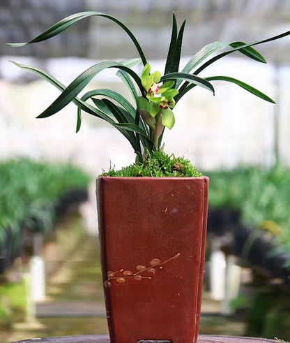 Cymbidium goeringii 'Biyuyuanhe'