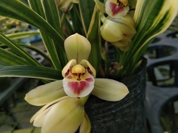 Cymbidium goeringii 'Caiyunhe'