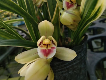 Cymbidium goeringii 'Caiyunhe'